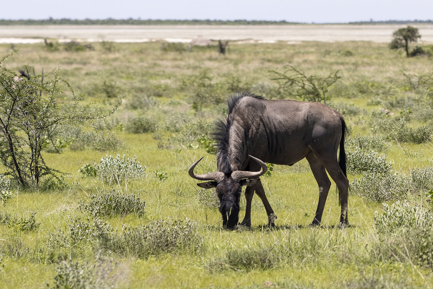 13 - Etosha 